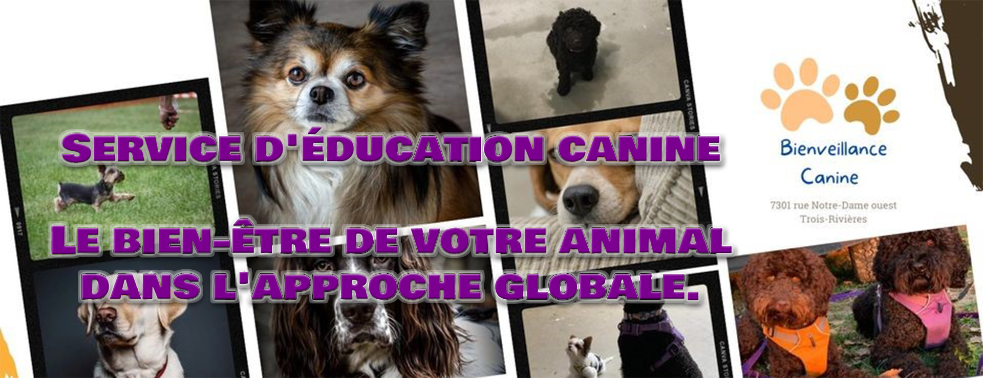 Service d'éducation canine. le bie-être de vote animal dansl 'approche globale.