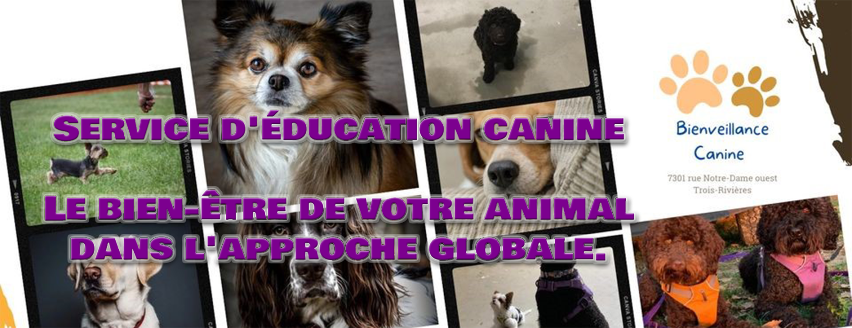 Service d'éducation canine. le bie-être de vote animal dansl 'approche globale.